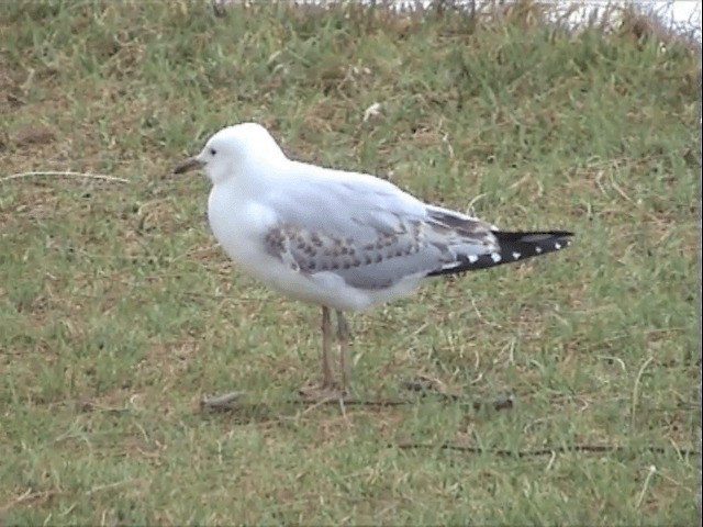 Gaviota Plateada (australiana) - ML201596751