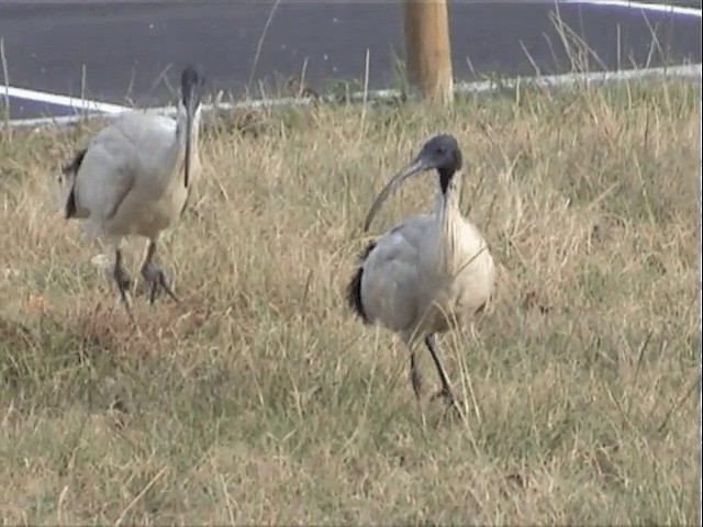 Australian Ibis - ML201596771