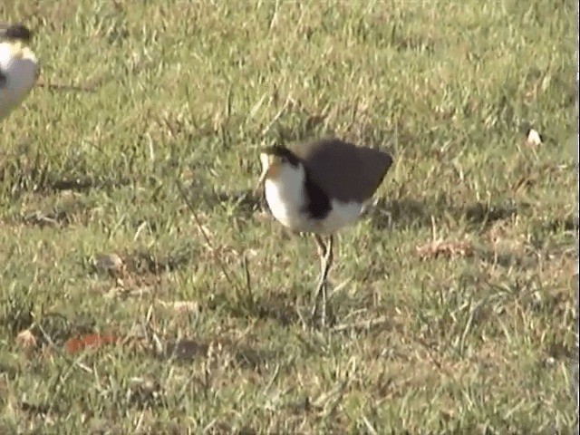 Masked Lapwing (Black-shouldered) - ML201596791