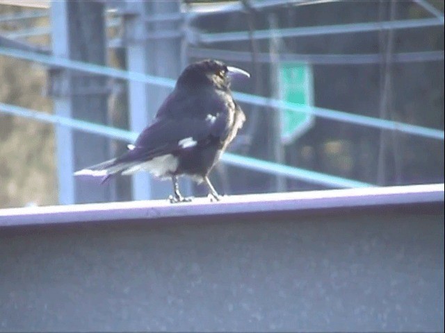 Pied Currawong - ML201596811