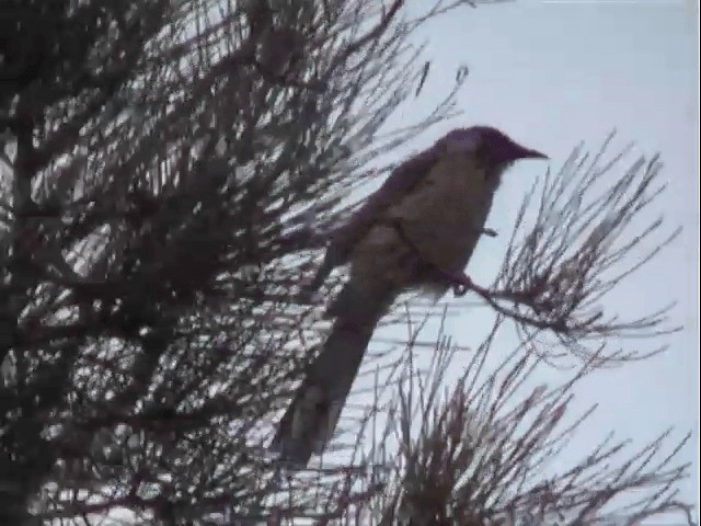 Red Wattlebird - ML201596821