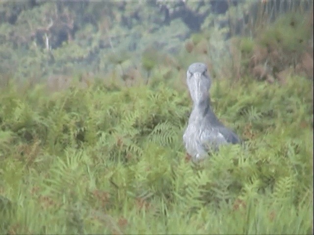 Shoebill - ML201596831