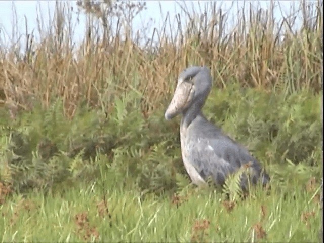 Shoebill - ML201596841