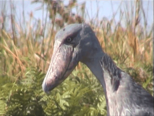 Shoebill - ML201596851