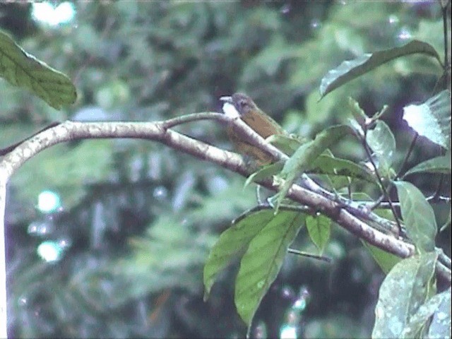 Red-tailed Greenbul - ML201596871