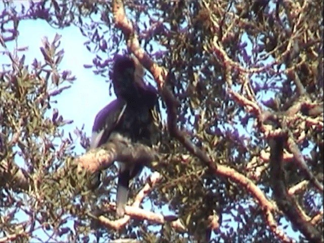 Black-and-white-casqued Hornbill - ML201596881