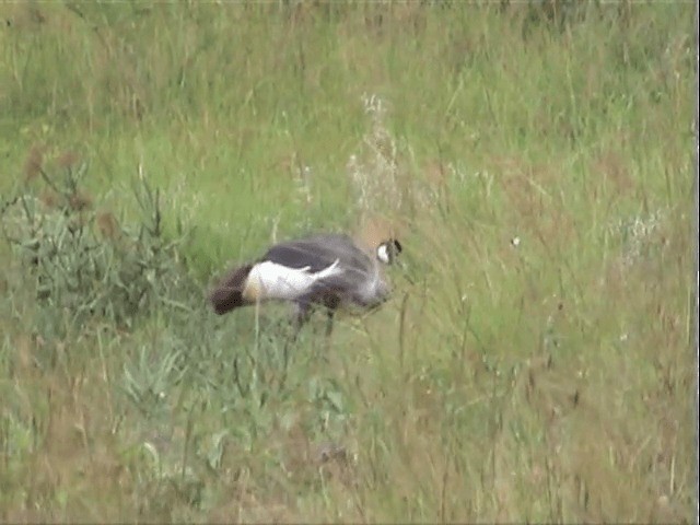 Gray Crowned-Crane - ML201596911