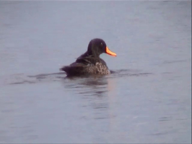 Yellow-billed Duck - ML201596951