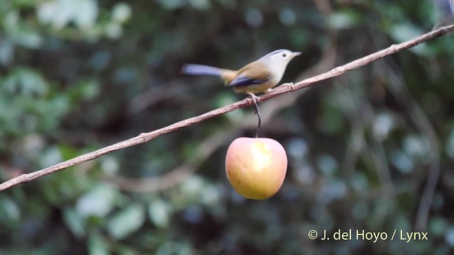 Blue-winged Minla - ML201596991