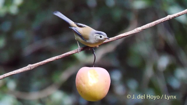 Blue-winged Minla - ML201597001