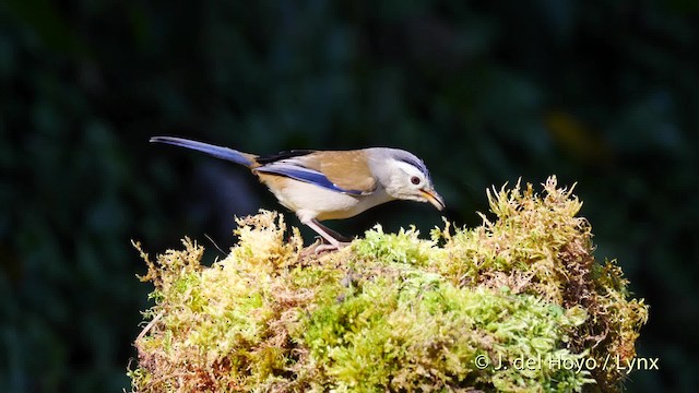 Blue-winged Minla - ML201597011