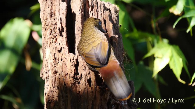 Blue-winged Laughingthrush - ML201597041