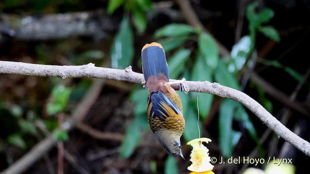 Blue-winged Laughingthrush - ML201597051