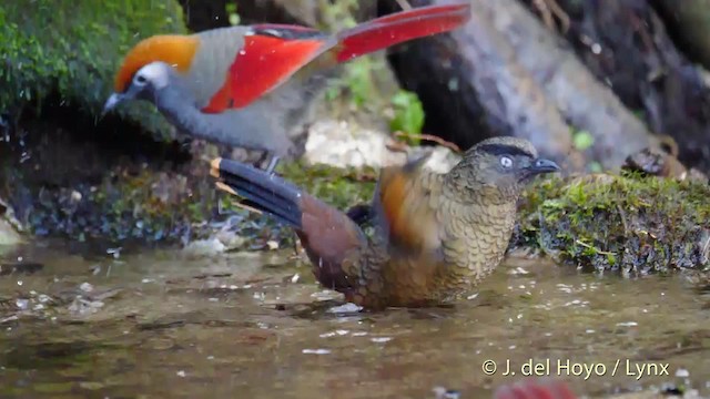 Blue-winged Laughingthrush - ML201597061