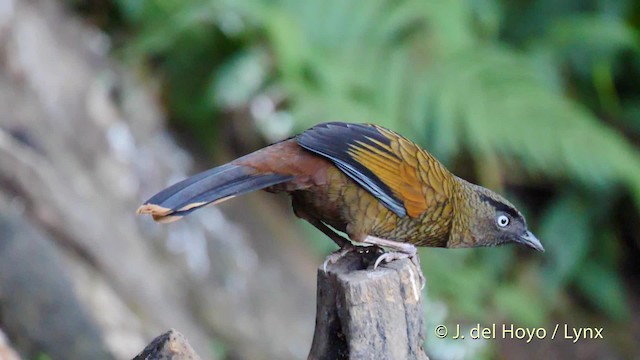 Blue-winged Laughingthrush - ML201597071