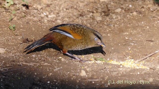 Blue-winged Laughingthrush - ML201597081