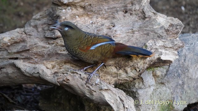 Blue-winged Laughingthrush - ML201597091