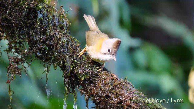 Whiskered Yuhina - ML201597161