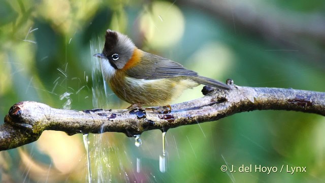 Whiskered Yuhina - ML201597171