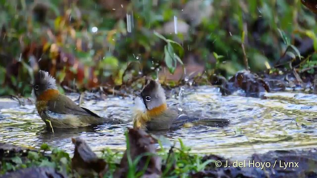 Whiskered Yuhina - ML201597181