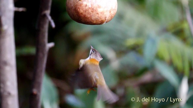 Whiskered Yuhina - ML201597191