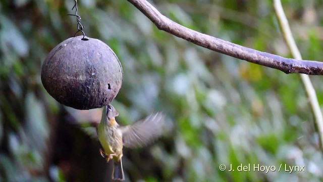 Whiskered Yuhina - ML201597201