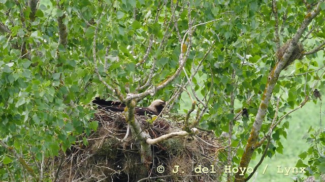 Spanish Sparrow - ML201597281