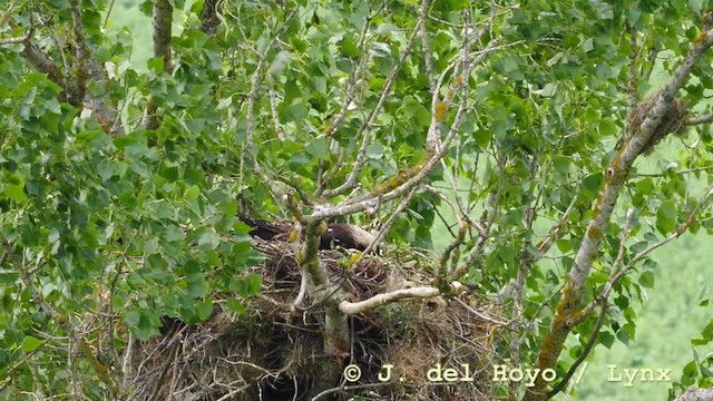 Spanish Sparrow - ML201597291