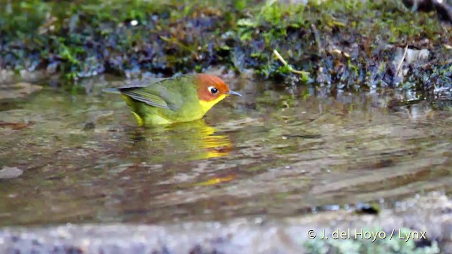 クリガシラコビトサザイ - ML201597321