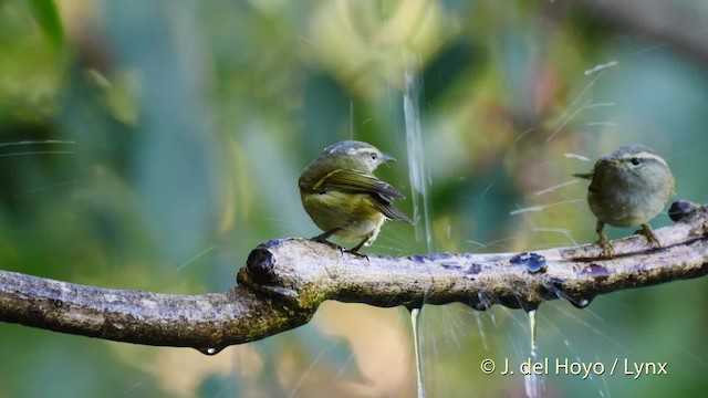 Mosquitero Elegante - ML201597451