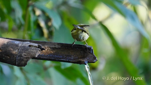 Mosquitero Elegante - ML201597461