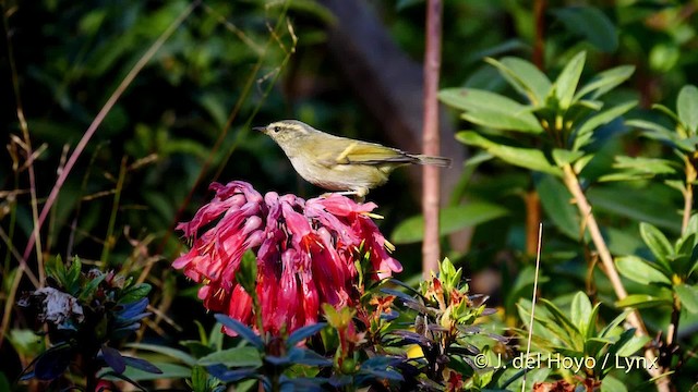 Mosquitero Elegante - ML201597471