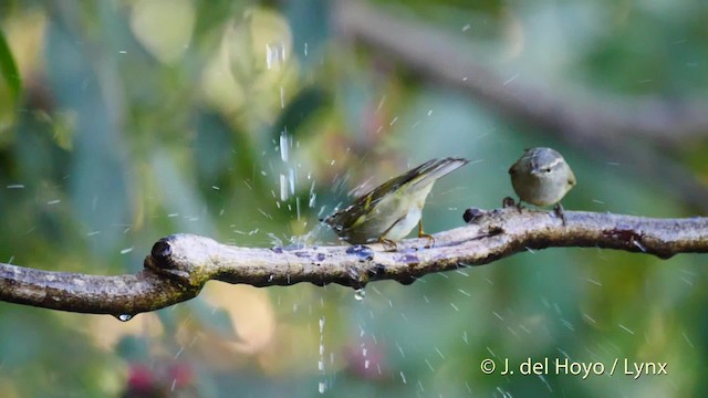 Mosquitero Elegante - ML201597481