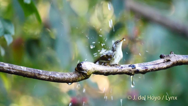 Buff-barred Warbler - ML201597491