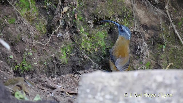 Slender-billed Scimitar-Babbler - ML201597501