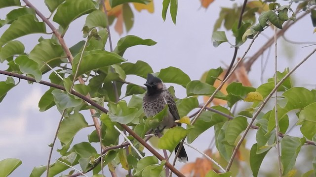 Bulbul à ventre rouge - ML201597511