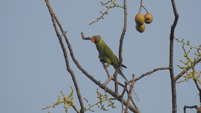 Gray-headed Parakeet - ML201597521