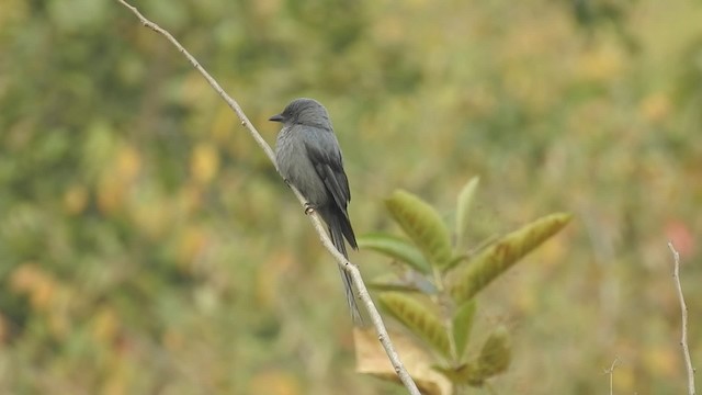 ハイイロオウチュウ（longicaudatus グループ） - ML201597531