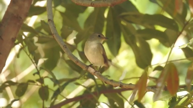 Taiga Flycatcher - ML201597561