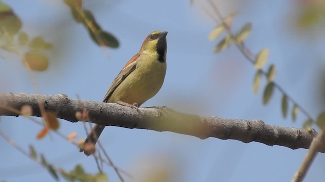 セアカスズメ - ML201597571