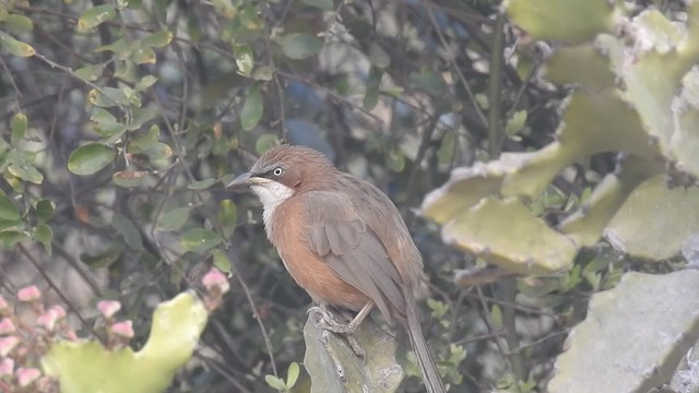 White-throated Babbler - ML201597581