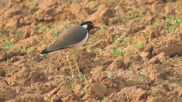 Red-wattled Lapwing - ML201597601