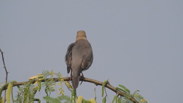 Burmese Myna - ML201597651