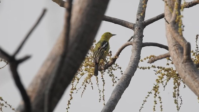 ヒメコノハドリ - ML201597661