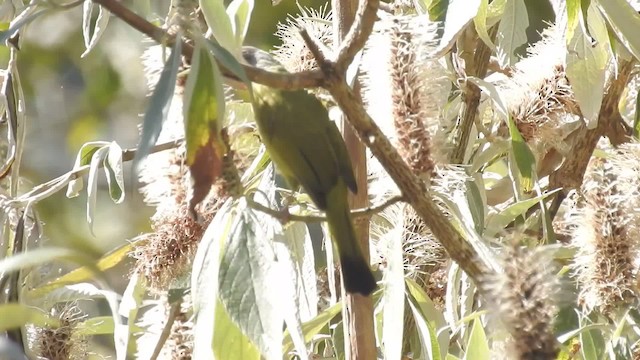 Crested Finchbill - ML201597681