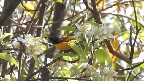 Fire-tailed Sunbird - ML201597691