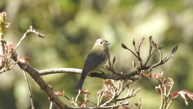 鏽胸藍姬鶲 - ML201597711