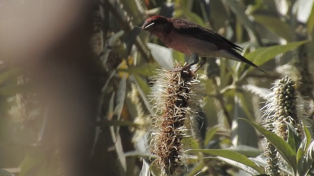 Common Rosefinch - ML201597721