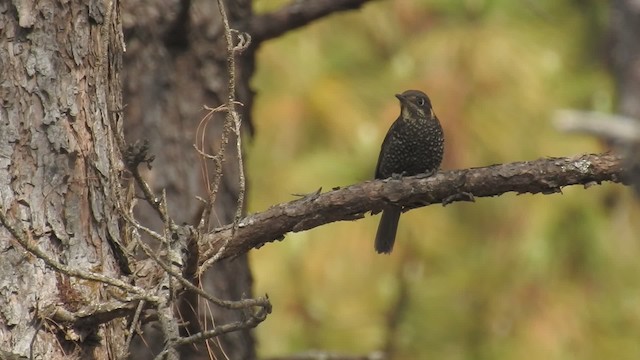 Chestnut-bellied Rock-Thrush - ML201597741