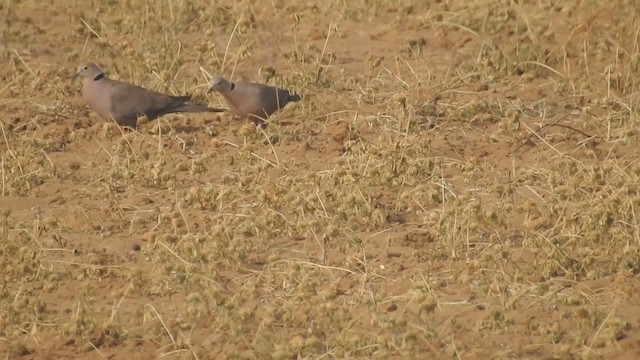 Burmese Collared-Dove - ML201597751